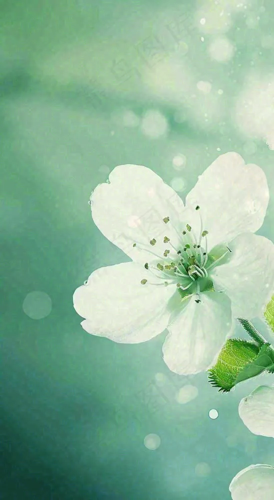 春天白色的樱花花朵和嫩芽开满枝头立春，春分摄影图(816x1488)