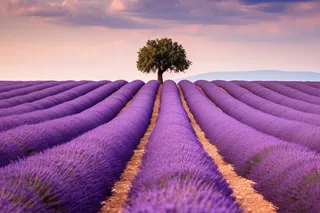 紫色薰衣草花海摄影图 