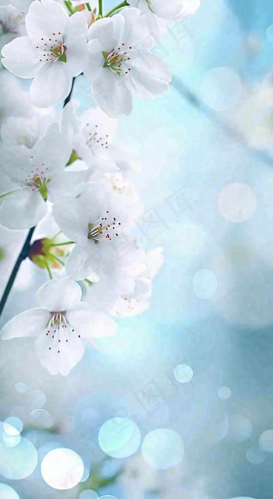 蓝色浪漫白色樱花花朵枝叶，立春惊蛰春分摄影图(816x1488)