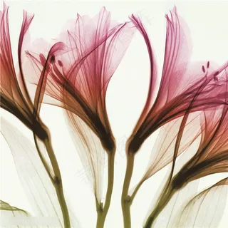 透明花唯美艺术挂画 透明花唯美艺术挂画