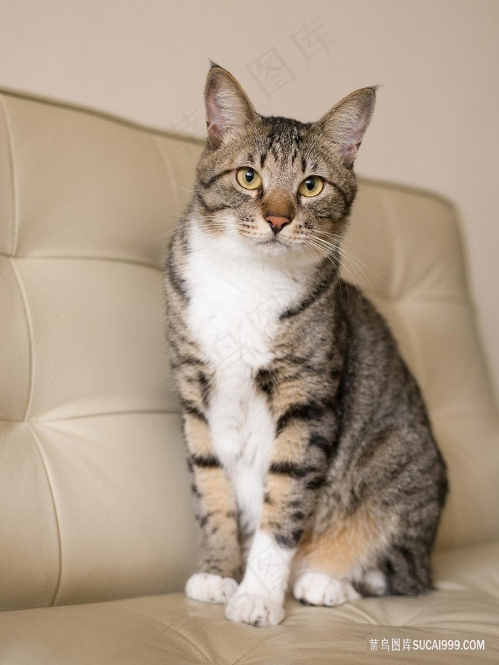 杏色沙发上端坐的猫咪图片