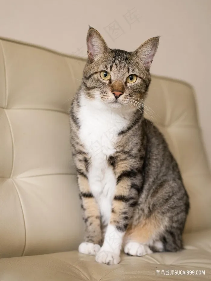 杏色沙发上端坐的猫咪图片