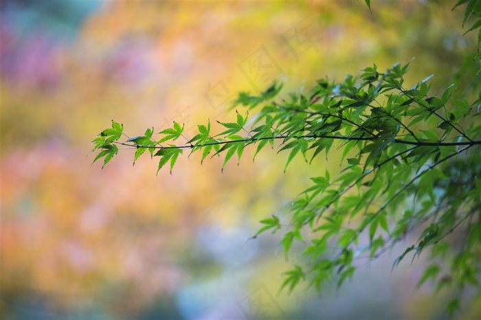 好看的枫树树叶摄影