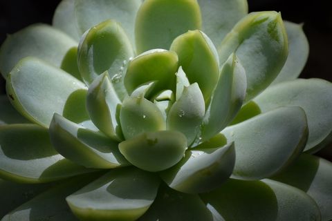 厚脸皮植物的图片 厚脸皮植物的图片