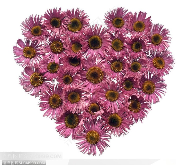 情人节花物语-紫色心形菊花