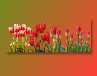 郁金香, 春天, 自然, 花, 颜色, 植物, 花园