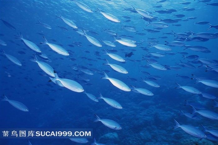 海洋生物深海鱼群素材