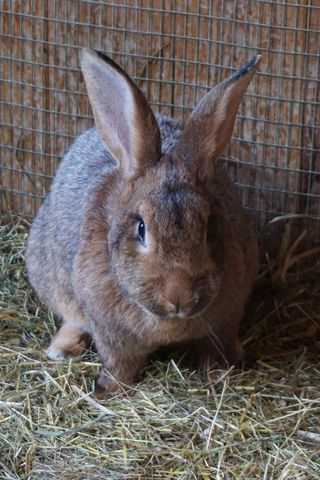 白色可爱兔子摄影素材