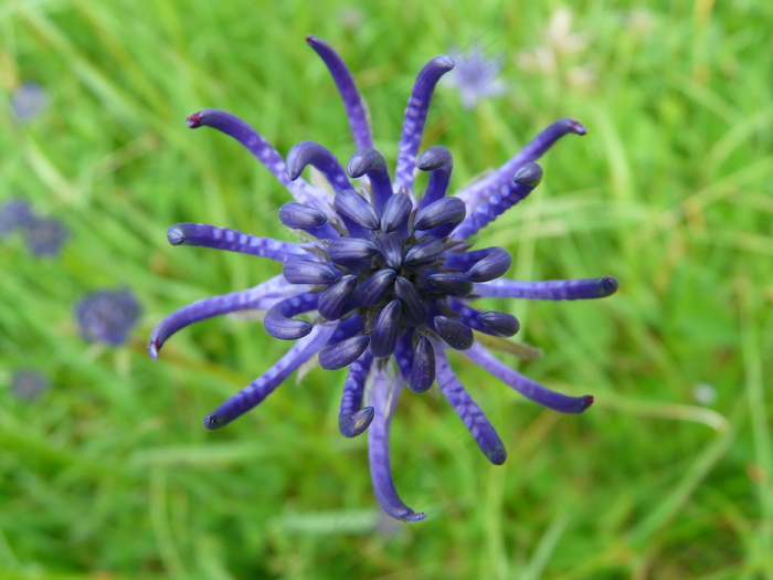 野生蓝色花朵图片