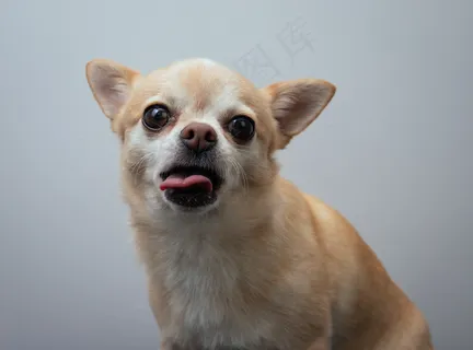 可爱吉娃娃犬图片 可爱吉娃娃犬图片