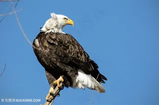 树枝上的老鹰图片