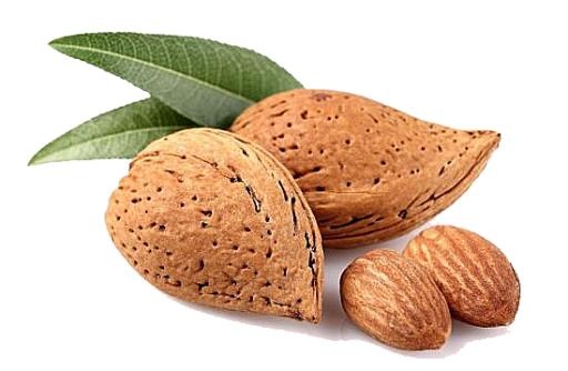 带叶子的杏仁 PNG免抠(550x359)