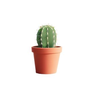 仙人掌花瓶免抠 仙人掌花瓶免抠