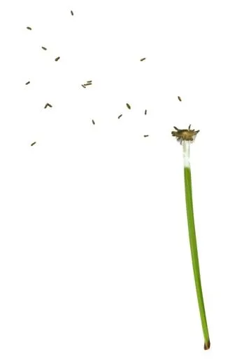 蒲公英免抠(530x800)