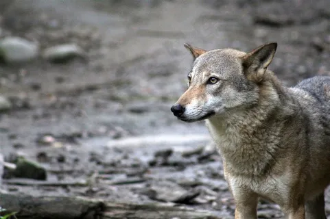 期待中的野生动物狼图片