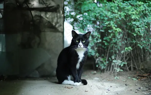 呆萌小黑猫图片 呆萌小黑猫图片