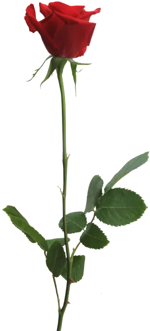 鲜花玫瑰免扣素材 鲜花玫瑰免扣素材