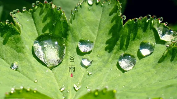 谷雨24节气图片 谷雨24节气图片