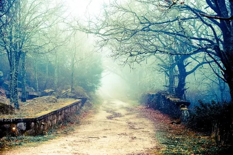 浓雾树林小道风景画 浓雾树林小道风景画