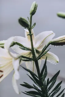 白色纯洁百合摄影素材