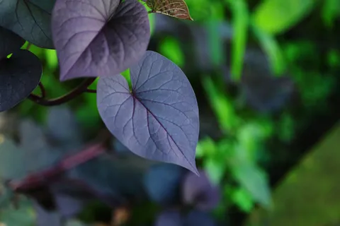 户外紫色红薯叶背景图