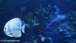 海洋生物白色鱼