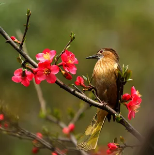 高清梅花图片下载