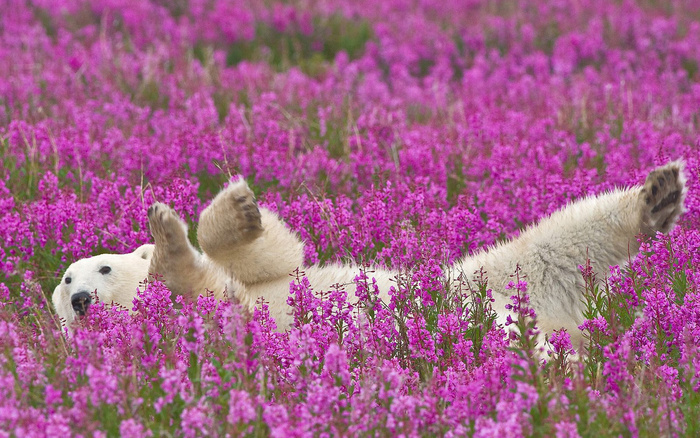 狗在花的海洋