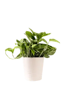 盆栽|植物|花卉|绿植|花朵|绿叶|花盆