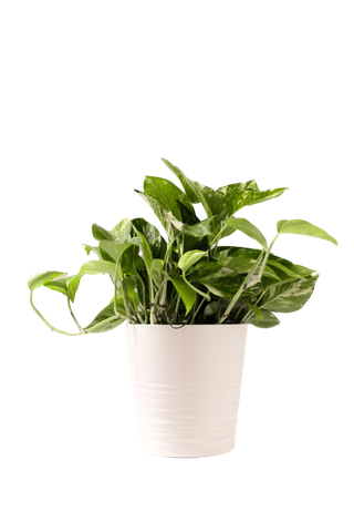 盆栽|植物|花卉|绿植|花朵|绿叶|花盆