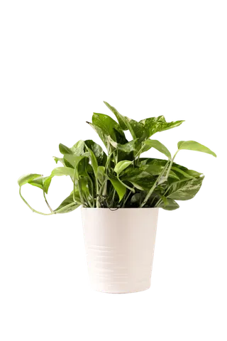 盆栽|植物|花卉|绿植|花朵|绿叶|花盆