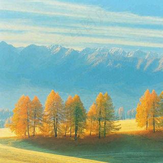 秋天黄色的树叶和草地肃杀的气氛，立秋，秋分