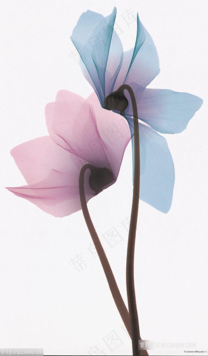 彩色花卉高清艺术插画