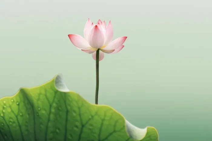 简约清新莲花背景(1344x896)