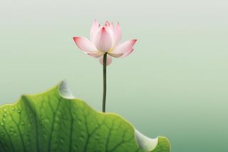 简约清新莲花背景