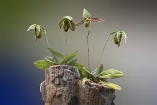 兰花特写摄影图片