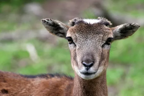 獐鹿头部高清图片