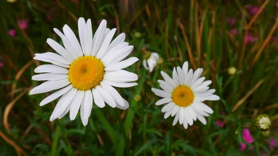 唯美小清新路边野花电脑桌面海报