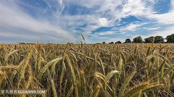 唯美麦子素材图片