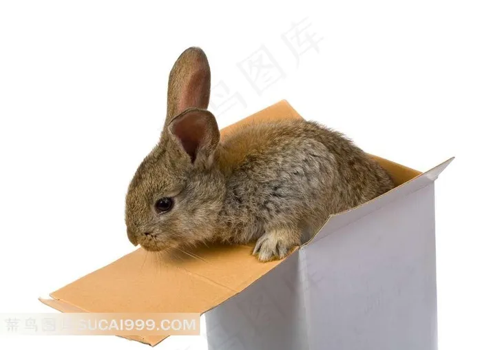 高清盒子里的可爱小兔图片下载