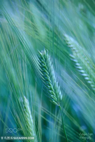 超高清唯美水稻植物图片