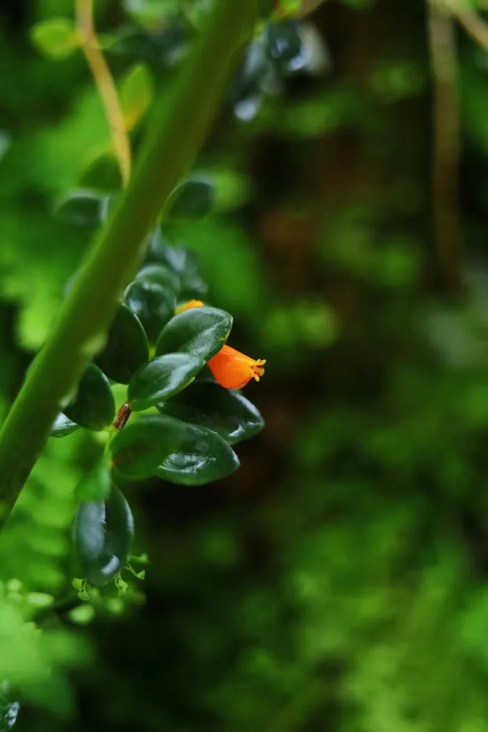 绿色植物背景图