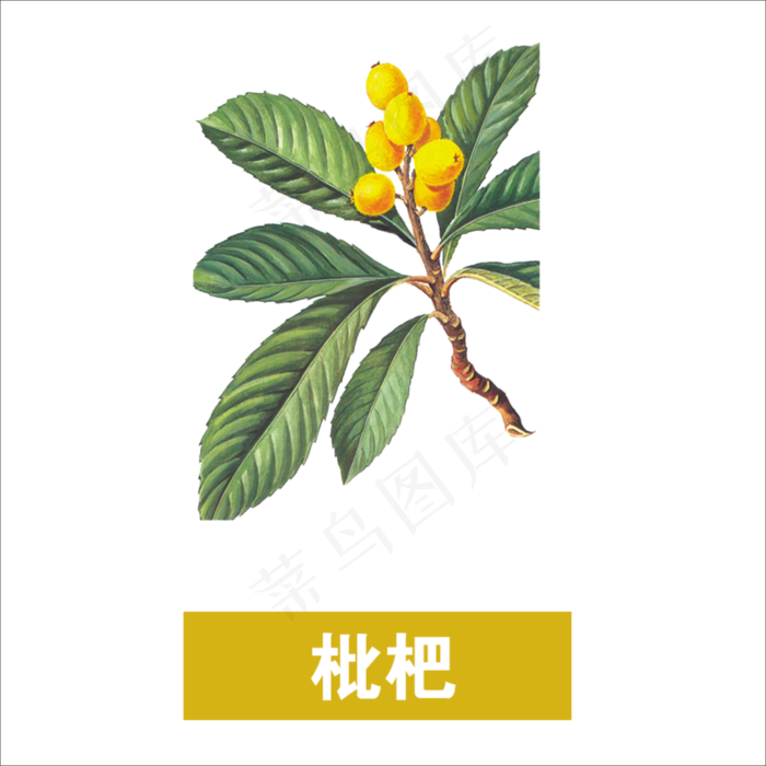 手绘草本中药药材枇杷