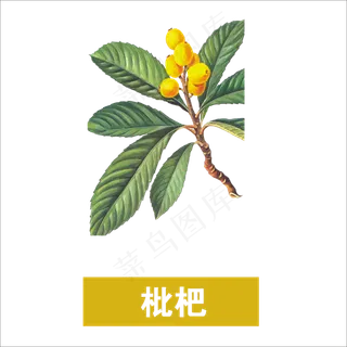 手绘草本中药药材枇杷 手绘草本中药药材枇杷