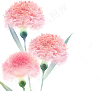 手绘卡通康乃馨粉红色