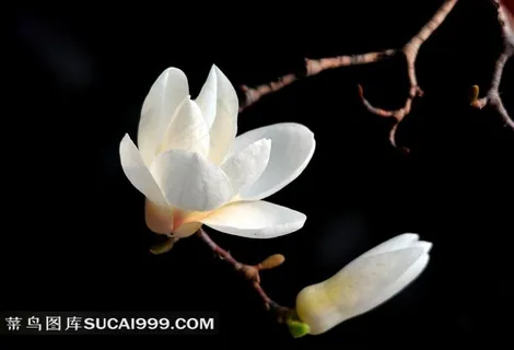 白色玉兰花美图 白色玉兰花美图