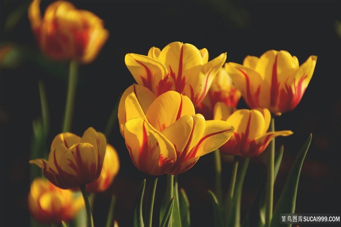 黄色郁金香图片
