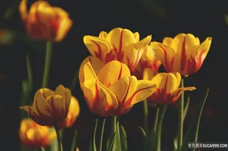黄色郁金香图片