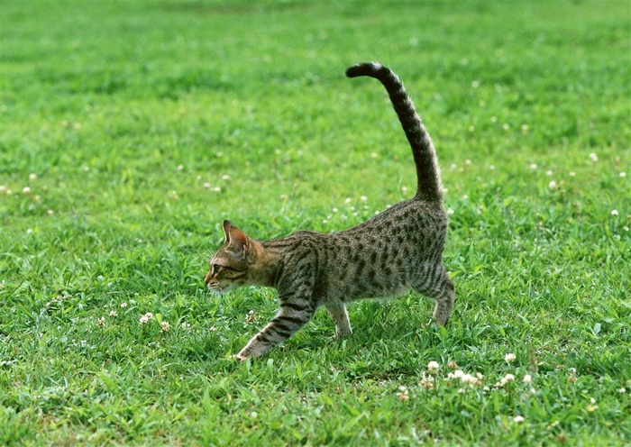 宠物猫生物世界美图素材