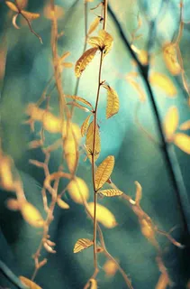 藤曼森林里面藤曼特写昏暗